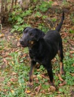 ENRICO - aufmerksam und lernwillig - Overath