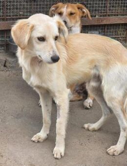 Sperro - sucht liebevolles Zuhause - Hausen (Würzburg)