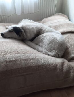 Unser hübscher Mischlingsrüde Jack 1,5 Jahre alt, ca 58 cm , kastr. sucht ein Zuhause - Angern