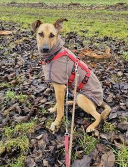 Brad sucht seine Menschen - Fronreute