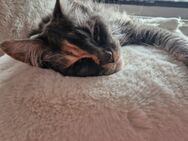 3 Jahre alte Mainecoon Dame - Langenhagen