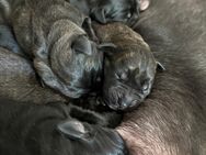 Wunderschöne black brindle Cane Corso Welpen - Trier