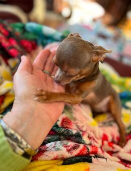 Suche wirklich kleinen Chihuahua - Geldern Zentrum