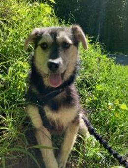 Buddy sucht sein Zuhause - Tagmersheim