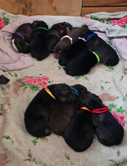 Mischlings Welpen - Rotenburg (Fulda)