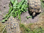 Zwei adulte THB-Weibchen zu verkaufen (Griechische Landschildkröten) - Lautertal (Odenwald)