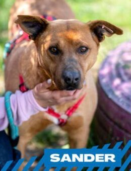 Sander - ich bin Dein bester Freund - Berlin