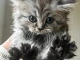 Perser Mix Kitten in 67822