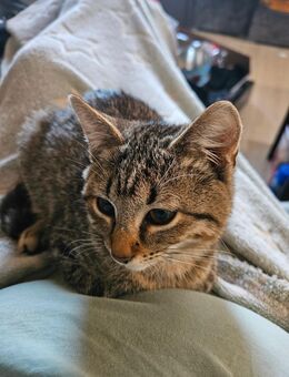 ehk kitten - Mönchengladbach