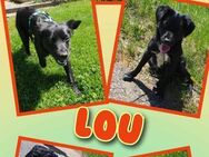 Tolle Lou sucht nette Familie! - Nürnberg