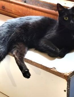 Nisha - Weilmünster