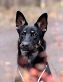 Schlaue SHURA sucht treue Menschen - Bad Bevensen