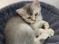 Britisch Kurzhaar Kater-Kitten abzugeben (grau-weiß, verspielt) - Löningen