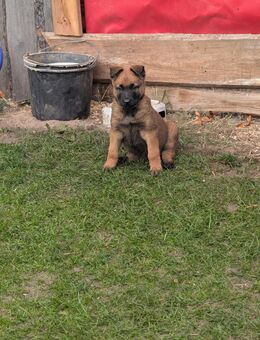 2 reinrassige Malionshündin suchen noch ein Zuhause - Grafhorst