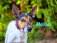Maloo sucht Vertrauensperson 11/22 ESP - Ruppertsecken