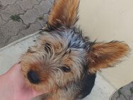 2 Yorkshire Terrier Welpen - Seeland