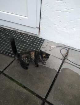 Kleine Katze - Rödental