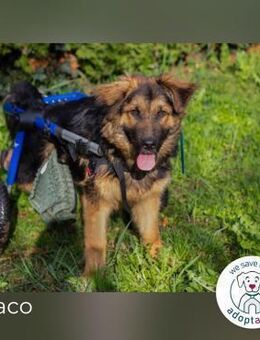 Draco: Lächeln auf zwei Rädern - Kirchzell