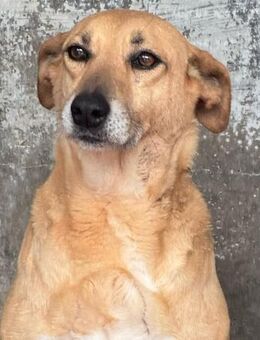 CLARISSE 💚💚💚 sucht Zuneigung - Bad Karlshafen