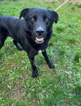 Onyx ein freundlicher Labbymix Rùde - Lübeck