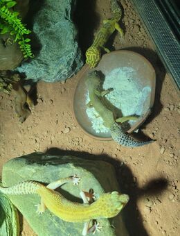 3 Geckoladys suchen neues Zuhause - Issum