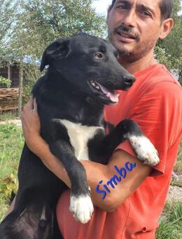 Simba sucht ein Zuhause - Egestorf