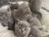 BKH -Kitten - Bonn