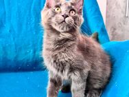 Süßer Maine Coon Kitten Kater mit Stammbaum darf ausziehen - Gladbeck