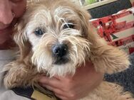 Gismo sucht 4ever home - München