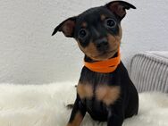 Reinrassige Zwergpinscher zu verkaufen - Andernach