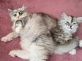 Nur Noch 2 kitten Siebirische Waldkatze-Perser/Regdoll in 19406