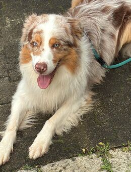 Australian Sheperd Lenny sucht neues Zuhause - Lichtenstein