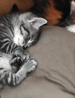 Kitten Babykatze - Wolpertswende