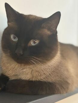 Siam katze - Duisburg