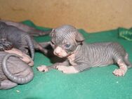 Reinrassige Cannadische Sphynx Kitten mit Stammbaum - Dortmund