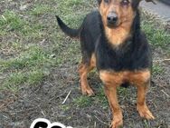 Frida wartet auf ihre Chance - Nordwalde