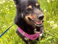 Ilana sucht dringend ein Zuhause - Blankenheim (Nordrhein-Westfalen)