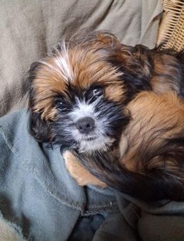 COOKIE - wie wär's mit Lieblingshund? - Overath