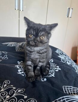 BKH kitten suchen ein neues Zuhause - Erfurt