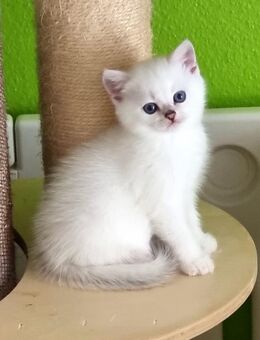Supersüße Kitten mit blauen Augen BKH GEIMPFT! seal-silver-shaded-point ns 11 33 reinrassig! - Baden-Baden