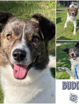 BUDDY * ein ganzer Kerl - Duisburg