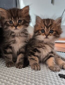 Britisch Lang und Kurzhaar 🐈‍⬛ Abgabe ab sofort! - Berlin