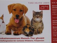 Helfer für Tierheim-Marktstand, Kinderglücksrad, Auf- und Abbau - Fürstenwalde (Spree)