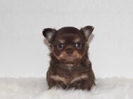 Reinrassige Chihuahua Welpen in Lilac und Schoko mit Ahnentafel - Köthen (Anhalt)