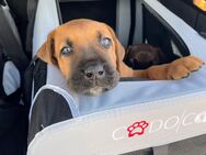 Rhodesien Ridgeback Labrador Mix Welpen - Heuchelheim (Frankenthal)