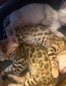 Bengalkitten/Stammbaum/ EU Pass in 77948