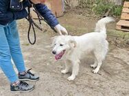 Sehr kluge soziale SNEJANKA sucht ♥️ - München