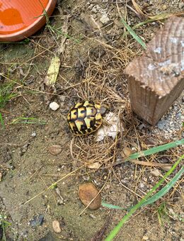 Griechische Landschildkröten, geschlüpft 2024 - Waldstetten (Bayern)