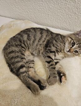 Katzenkind junge Katze Kätzchen Kitten weiblich - Mülsen