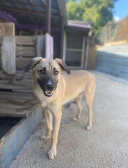 Billy sucht seine erfahrene Familie - Berlin